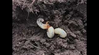 How to fight the grubs in the lawn?