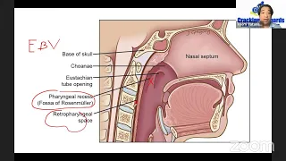 Anatomy Coaching