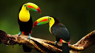10 Most Beautiful Toucans In The World