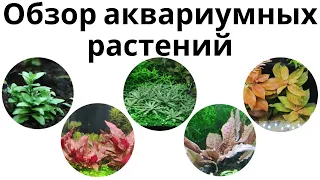 Обзор аквариумных растений