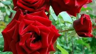 Красивые розы и музыка Игоря Крутого "Нежность".