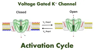 Activation Cycle of Voltage Gated Potassium Channels