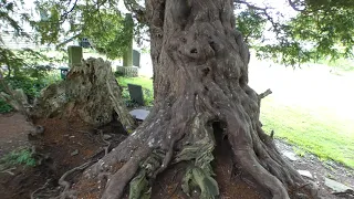 The amazing estimated 5000 year old yew tree near St Digain's Church Llangernyw Conwy Cymru/Wales
