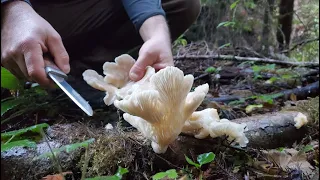 Arcata Mushrooms