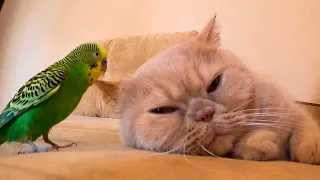 Funny bird wakes up a cat