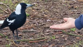 Австралийская сорока - забавная птичка / Australian magpie - dangerous bird.