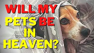 Do PETS GO TO HEAVEN? | Are there ANIMALS IN HEAVEN?