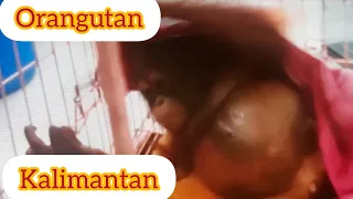 #satwa diLindungi#orangutankalimantan #orangutan #bbksda  jatim@bejountung9623 @Bagoes Channel