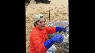 The Necropsy of an Ocean Sunfish