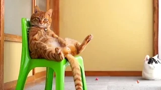 The most hilarious animal videos that will make your day - Funny and cute animal compilation