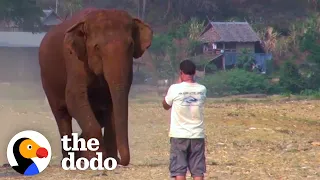 Elephant Runs To Her Favorite Person Every Time He Calls Her Name | The Dodo