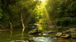 Relaxing Nature Sounds for Sleeping - Natural Calm Forest river stream, birds singing.