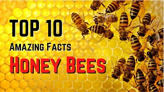 Top 10 Amazing Facts About Honey Bees