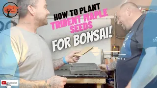 How to plant Trident maple seeds for bonsai