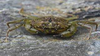 How Maine is adjusting to the influx of invasive green crabs