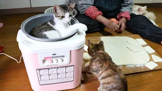 猫たちとくるみ餅作り Peeling Fresh Walnuts  2022