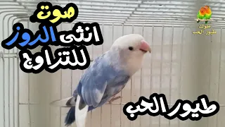 صوت تغريد انثى الروز طيور الحب لتحفيز الذكر على التزاوج