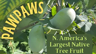 Growing Pawpaws in Oregon! Yes, They’re Thriving Outside Their Native Range!