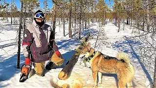 КАРАНТИН! ЧЕТЫРНАДЦАТЫЕ СУТКИ В ТАЙГЕ! СВЯЗИ НЕТ! ЕДУ НА БОЛОТО. СТРОЮ ИЗБУ.