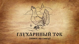 Глухариный ток (поиск по снегу)