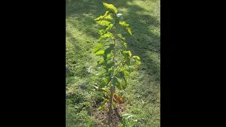 Cherry Tree from Seed year 2 Update