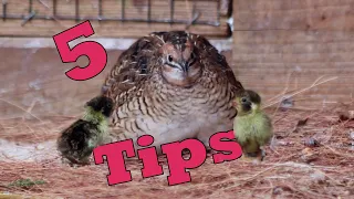 5 Easy Tips to Breed QUAILS Naturally