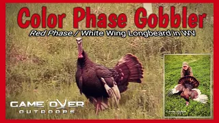 Color Phase Gobbler - Red Phase / White Wing Longbeard! The Prettiest Turkey I've Ever Seen!