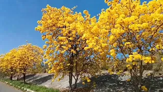 黃花風鈴木