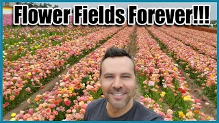 Flower Fields Forever - Carlsbad, CA