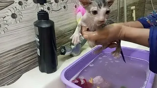 Giving a Stray kitten First Bath and Its Loud Meow, September 1, 2023