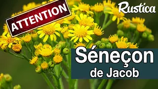 Séneçon jacobée : attention toxique !