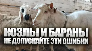 О племенных козлах и баранах. Содержание, кормление, ошибки.