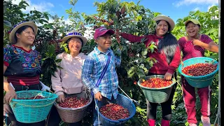 Te gusta el Café?    Así es como se cosecha en guatemala con gladiz y Marty - Cuchumatán.