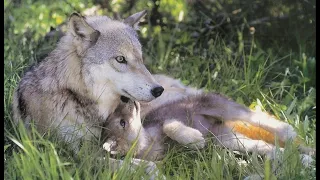 Волк, рискуя своей жизнью привел охотника к своей волчице, ей нужна была помощь