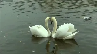 The Love of Tired Swans (Любовь Уставших Лебедей)