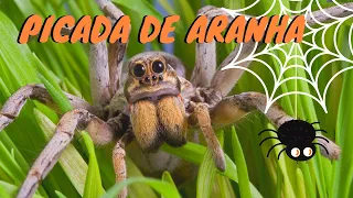 Picada de Aranha - O que fazer?