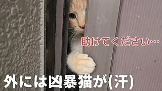 凶暴猫、捕獲器が気になる