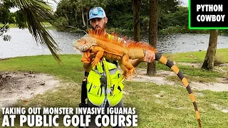 Hired To Take Out Monster Invasive Iguanas At Public Golf Course