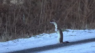 Curious Stoat in the Snow