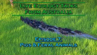 Live Ecology Talks: Ep 7 - Pigs & Feral Animals