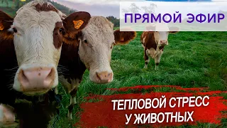 Тепловой стресс у животных.