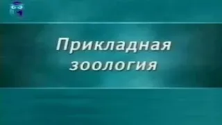 Зоология. Урок 1.6. От улитки до осьминога