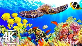 4K Underwater Wonders   Relaxing Music - The Best 4K Sea Animals for Relaxation #trending #aquarium