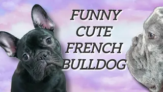 Добірка смішні французькі бульдоги Фрея & Локі. @cutedog715 #frenchbulldog #приколи