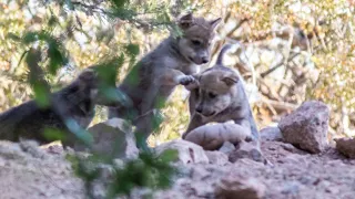 Adorable video of Phoenix Zoo's Mexican Gray Wolf pups playing