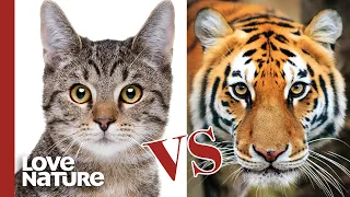 Is Your Domestic Cat A Tiny Tiger?