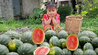 Single Mothers: Harvesting watermelons for sale _ Cooking _ Daily life