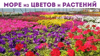 ⭐ТАКОГО Я ЕЩЁ НЕ ВИДЕЛА!  Море из цветов I ВЕРНУЛИСЬ В ПИТОМНИК РАСТЕНИЙ I шоппинг растений