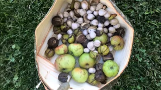 White Pine Bark Basket