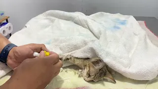 I try to save poor kitten. The owner who doesn’t have money to treat it !And drop it in front clinic